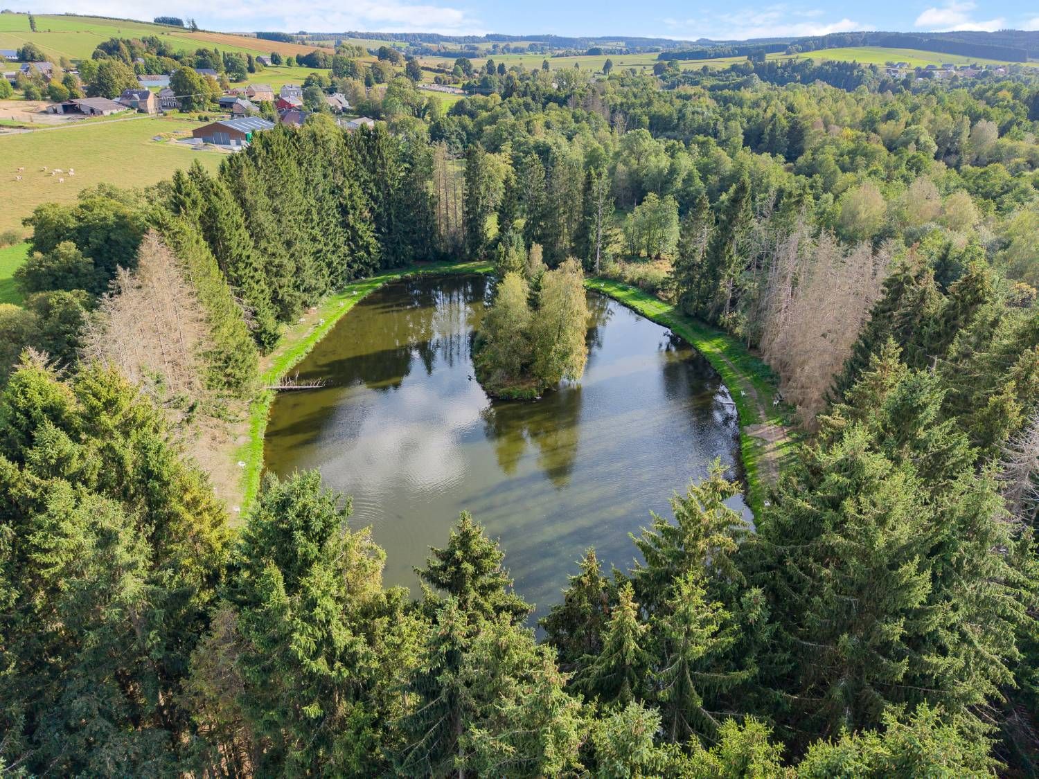 Étang entouré de sapins, vu du ciel